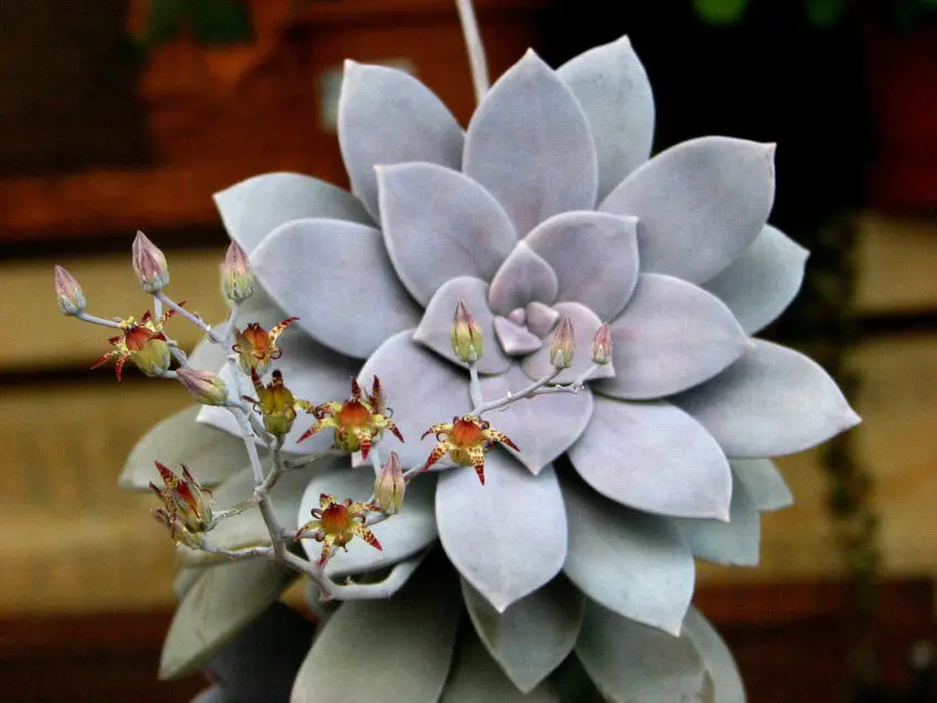 Graptopetalum: cultivarea și îngrijirea la domiciliu