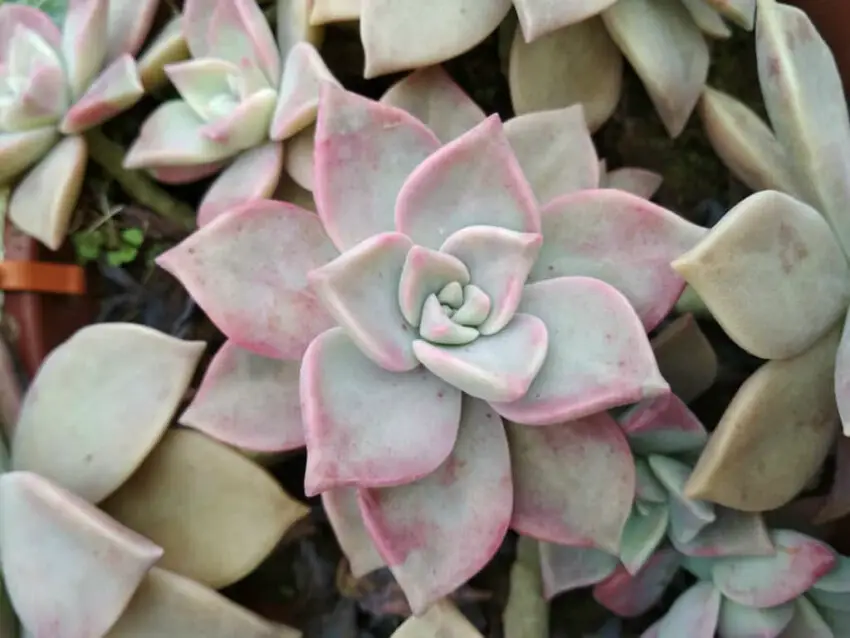 Graptopetalum: cultivarea și îngrijirea la domiciliu