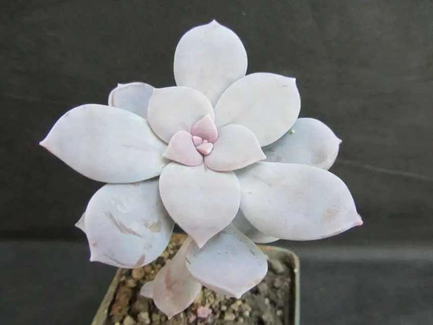 Graptopetalum: cultivarea și îngrijirea la domiciliu