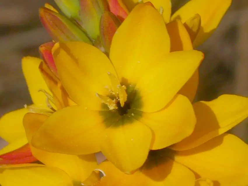 ixia floare