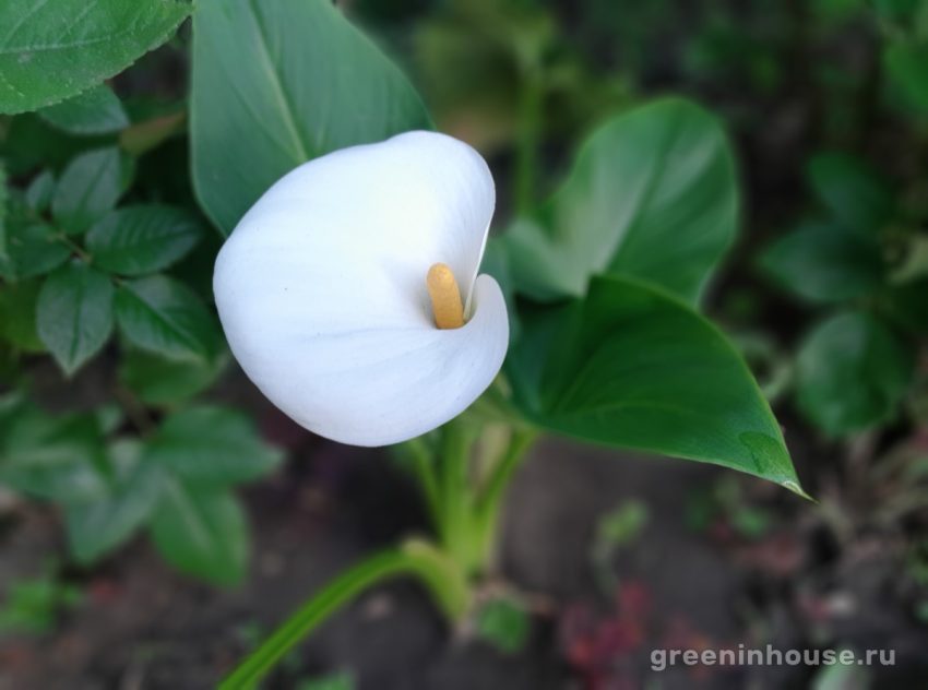 floare de calla