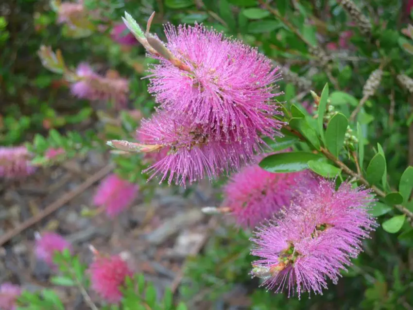 callistemon floare