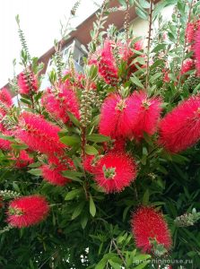 callistemon plantă