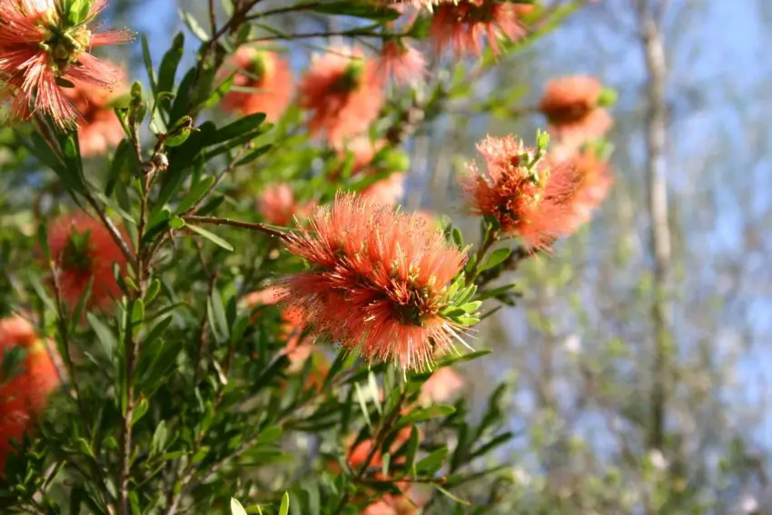 Callistemon: specii populare, îngrijire și înmulțire