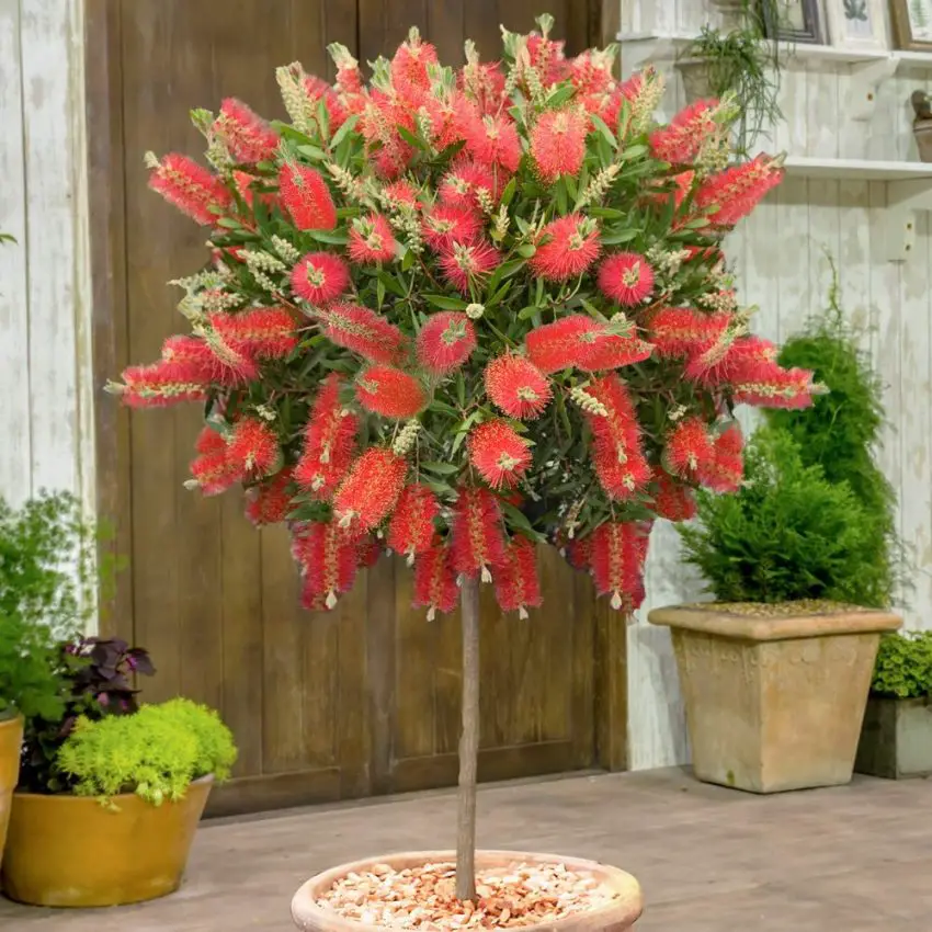 Callistemon: specii populare, îngrijire și înmulțire