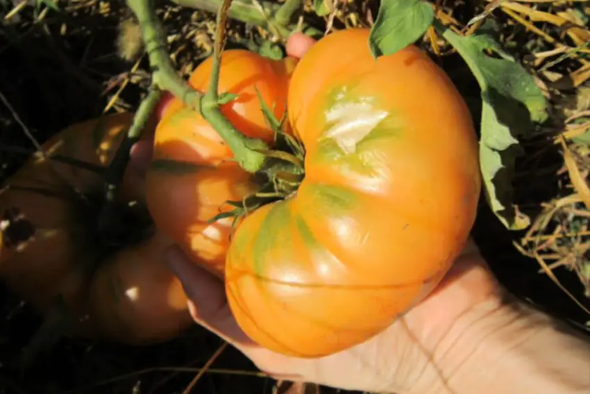 Tomata Amana Orange: Caracteristici, caracteristici, caracteristici de cultivare